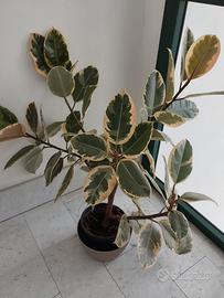 Pianta Ficus