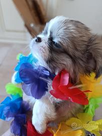 femmina chihuahua