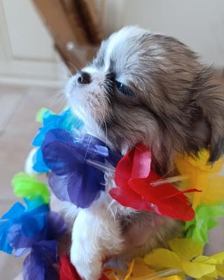 femmina chihuahua