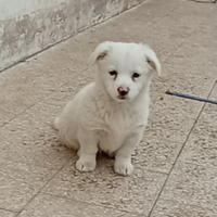 Cuccioletta