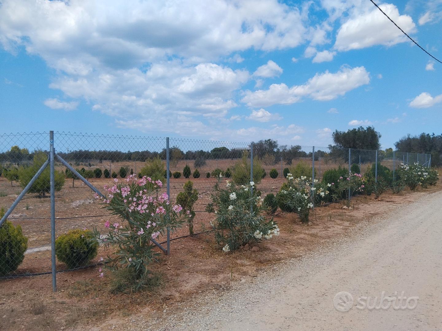 Terreno agricolo, zona Porto Cesareo - Vista 2