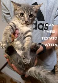 Adozione Gatti e Gattini