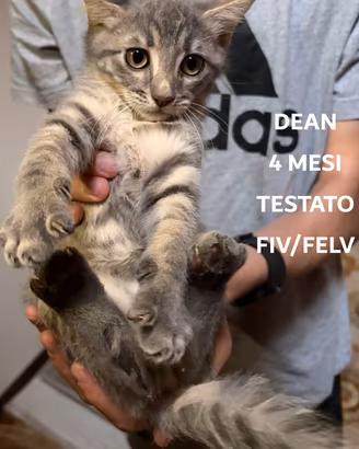 Adozione Gatti e Gattini