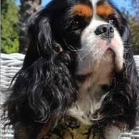 Cavalier king con pedigree Enci