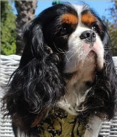 Cavalier king con pedigree Enci