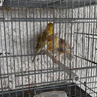Canari