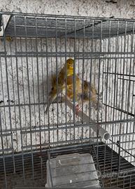 Canari