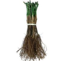 N5 barbatelle uva fragola nera 