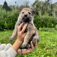 Cuccioli di cane CLC