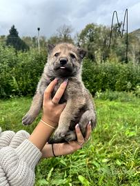 Cuccioli di cane CLC