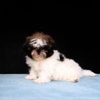 Shih tzu maschio