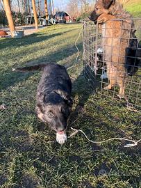 Cuccioli border collie