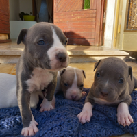 Amstaff cuccioli blu