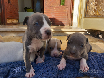 Amstaff cuccioli blu