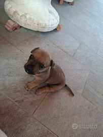 Buldog francese