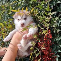 Cuccioli di siberian husky