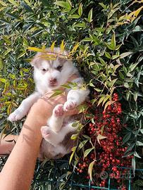 Cuccioli di siberian husky