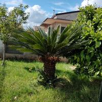 Cycas revoluta femmina 30 anni GRATIS
