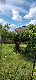 Cycas revoluta femmina 30 anni GRATIS