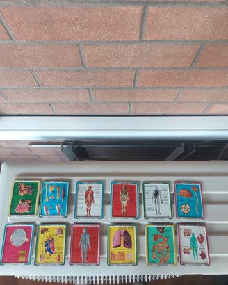 Blocco tavole didattiche corpo umano vintage