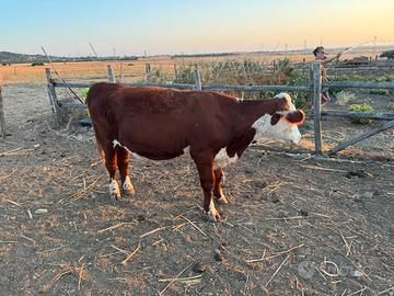 Bovini Hereford