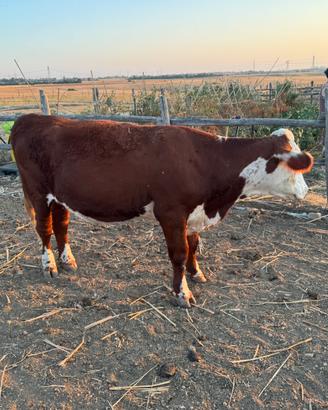 Bovini Hereford