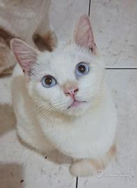 Gattino mix don sphynx( genitori testati)