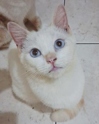 Gattino mix don sphynx( genitori testati)