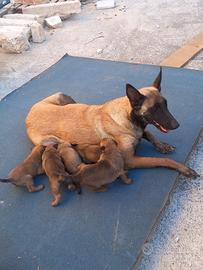 Cuccioli Pastore Belga Malinois