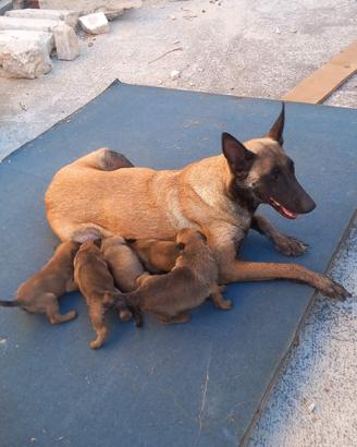 Cuccioli Pastore Belga Malinois