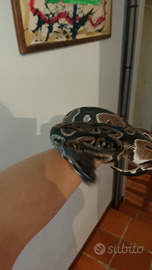 Pitone reale riproduttivo maschio