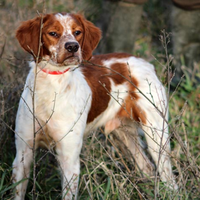 Epagneul Breton da caccia