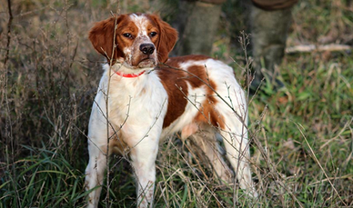 Epagneul Breton da caccia