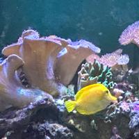 Acquario completo Zebrasoma Flavescens