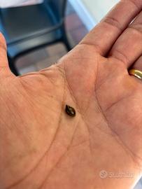 Lumaca d acqua dolce