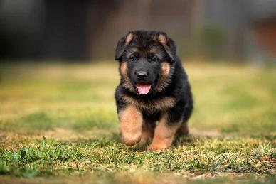 Cuccioli di pastore tedesco selezionato