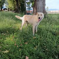 Mix labrador