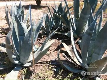 Piante grasse siciliane Agave americana