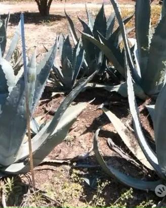 Piante grasse siciliane Agave americana