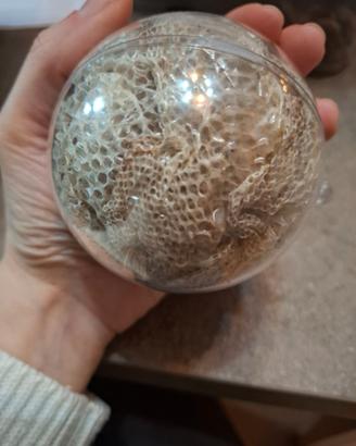 Pelle di serpente collezione