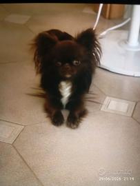 Chihuahua per monta