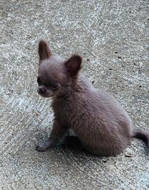 Animali chiahuhua