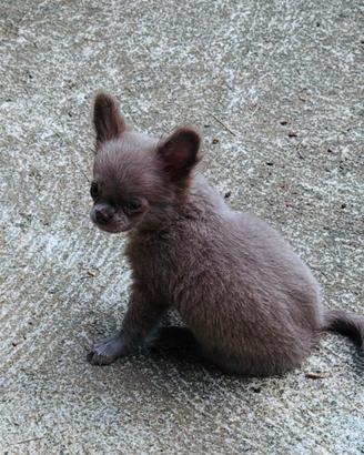 Animali chiahuhua