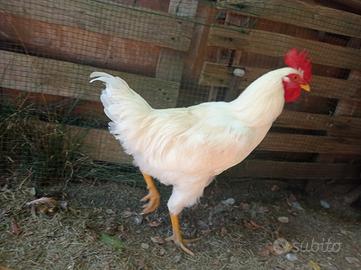 Gallo livornese 5 mesi