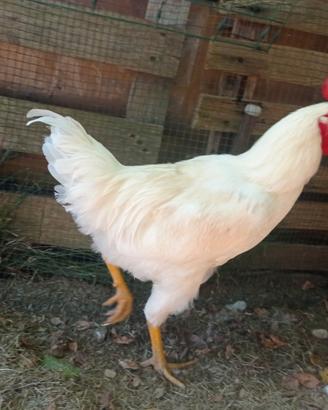 Gallo livornese 5 mesi