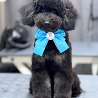 Accoppiamento barboncino toy