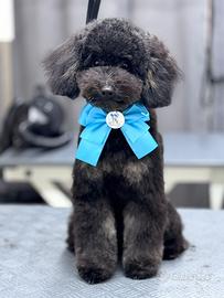 Accoppiamento barboncino toy