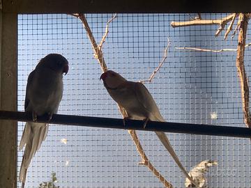 Parrocchetti dal collare