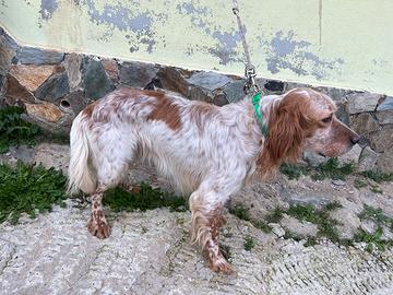 Setter inglese