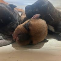Staffordshire Bull terrier